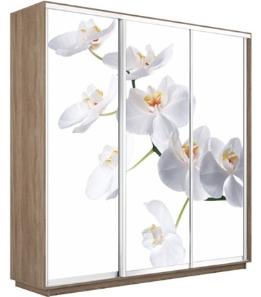 Шкаф 3-х створчатый Экспресс 1800х600х2200, Орхидея белая/дуб сонома в Салехарде - изображение